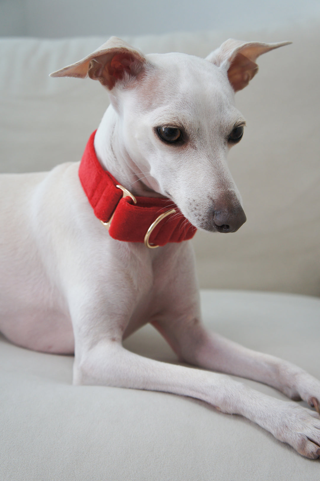 Martingale Collar + Sailor Bow + Rope Lead Set | Scarlet Red (Plush Velvet)