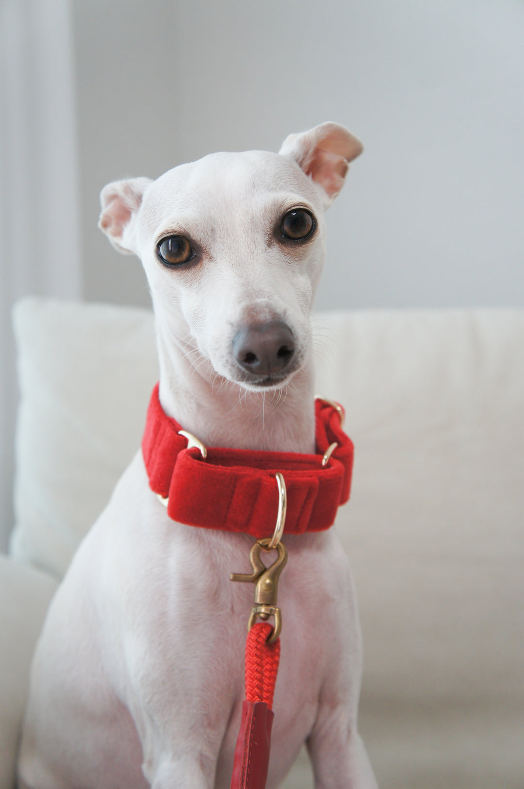Martingale Collar + Sailor Bow + Rope Lead Set | Scarlet Red (Plush Velvet)