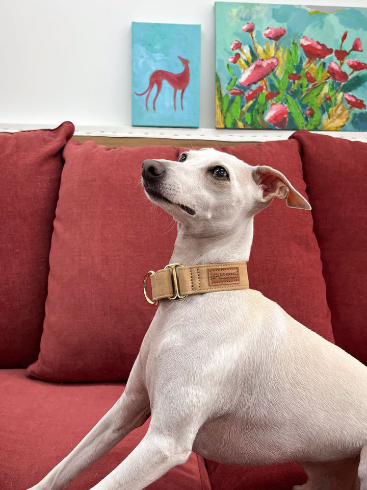 Beige Martingale Collar Lifestyle On Italian Greyhound