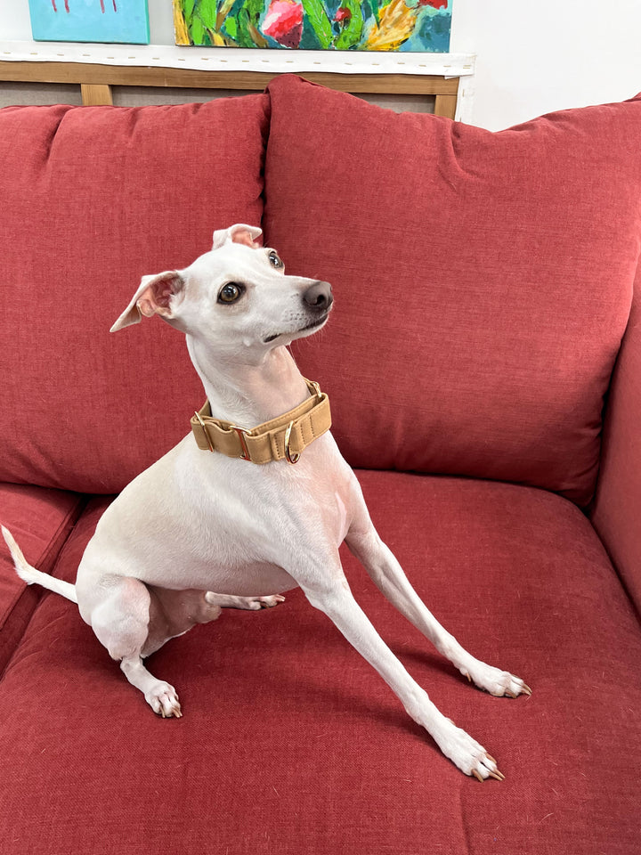 Beige Martingale Collar Lifestyle On Italian Greyhound