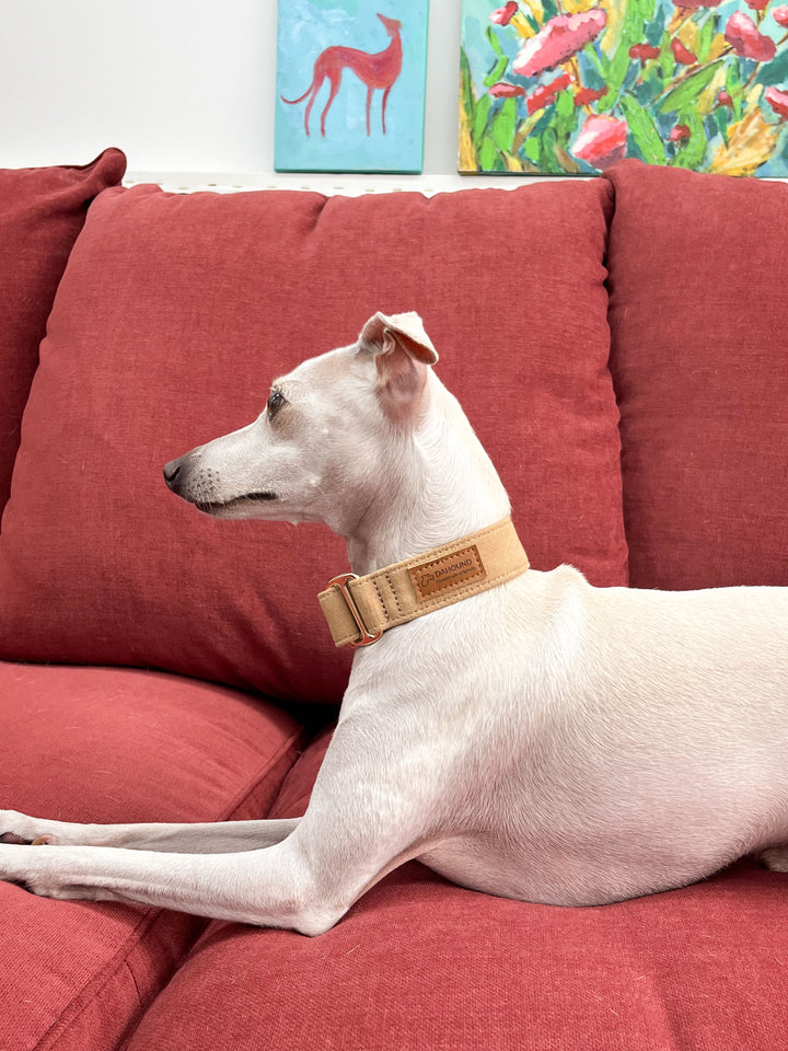 Beige Martingale Collar Lifestyle On Italian Greyhound