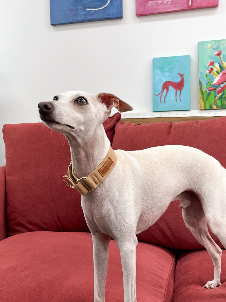 Beige Martingale Collar Lifestyle On Italian Greyhound