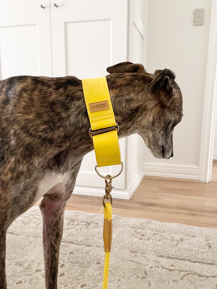 Candy Yellow Martingale Collar Lifestyle With Greyhound