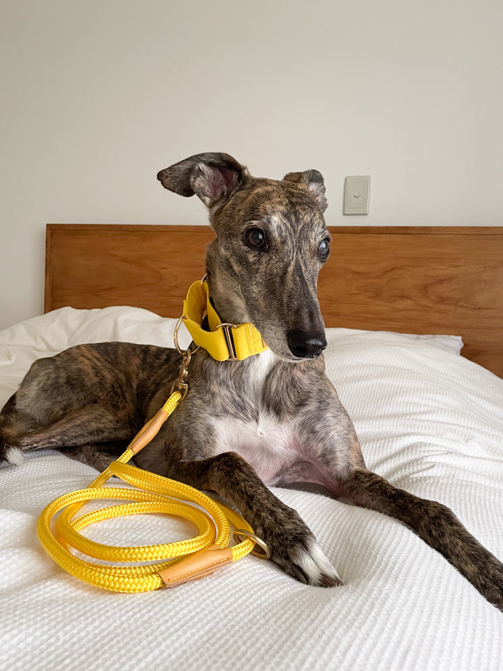 Candy Yellow Martingale Collar Lifestyle With Brindle Greyhound