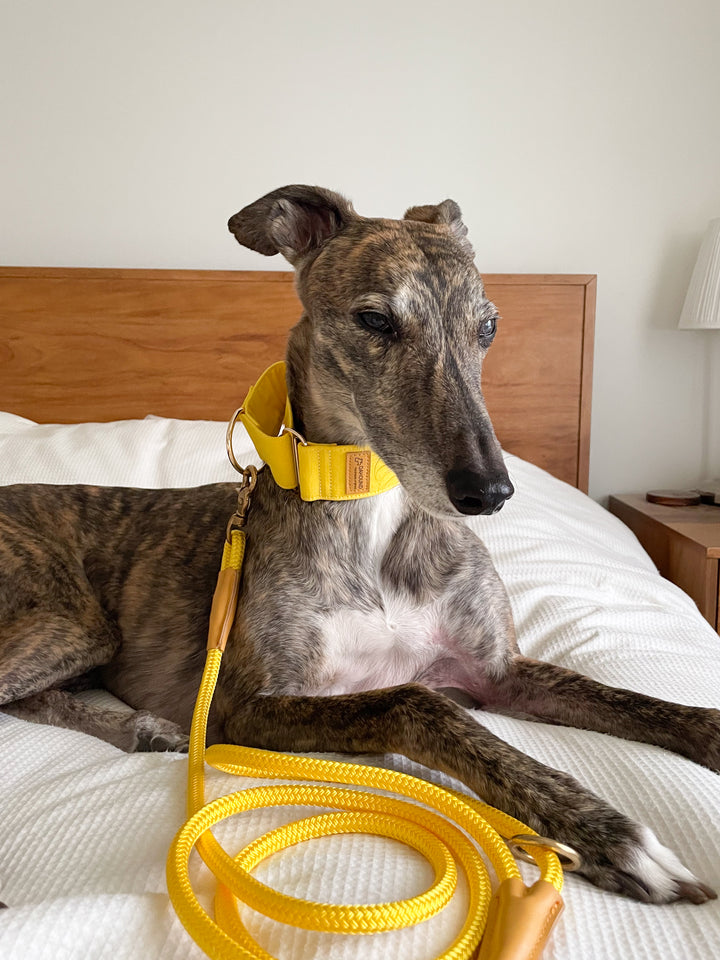 Candy Yellow Martingale Collar Lifestyle With Brindle Greyhound