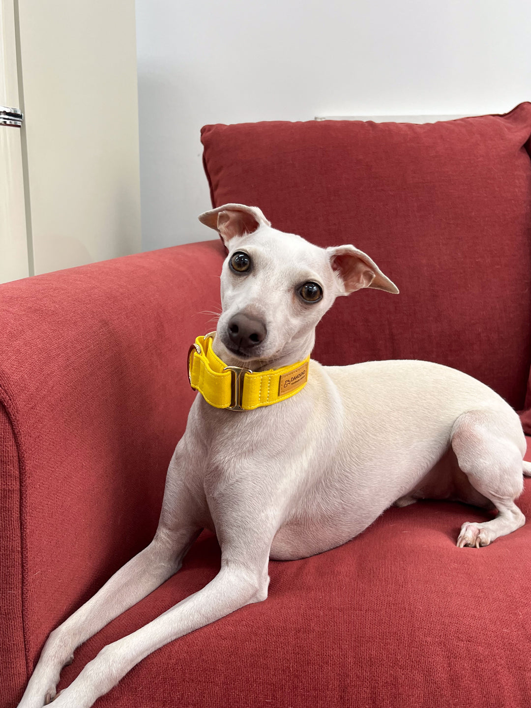 Candy Yellow Martingale Collar Lifestyle With Italian Greyhound