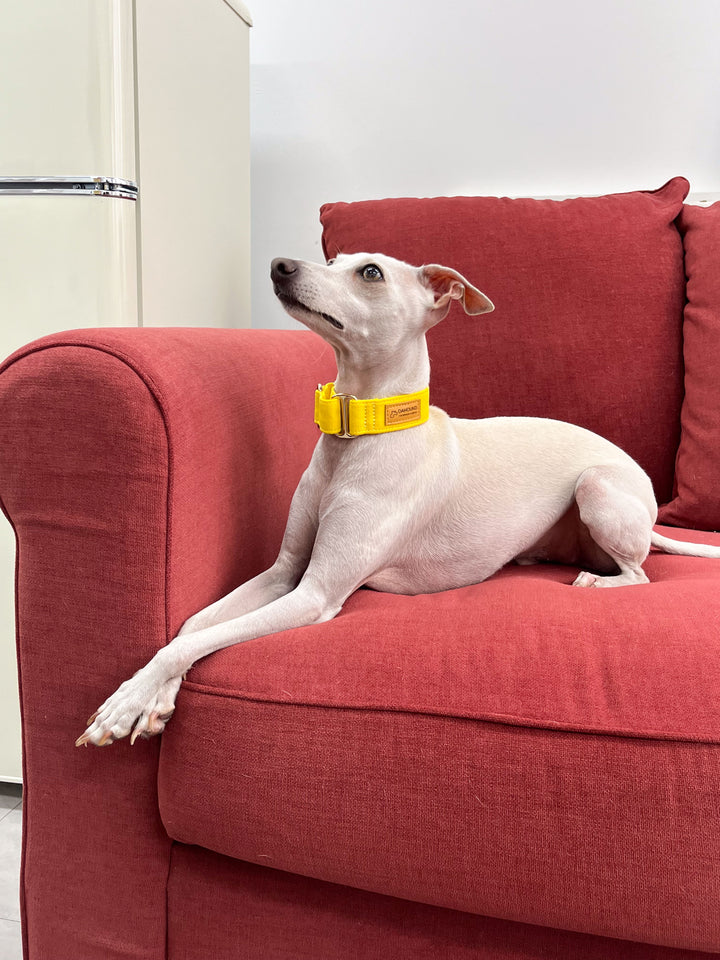 Candy Yellow Martingale Collar Lifestyle With Italian Greyhound