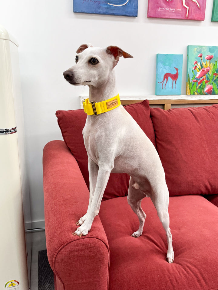 Candy Yellow Martingale Collar Lifestyle With Italian Greyhound