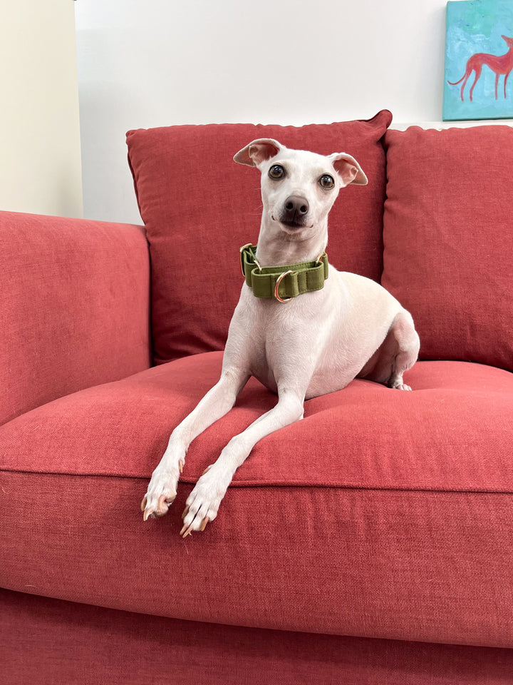 Olive Green Martingale Collar Lifestyle Photo With Italian Greyhound