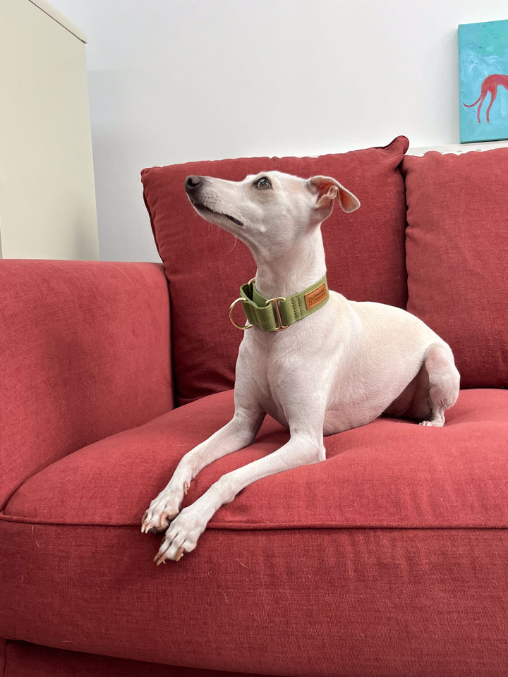 Olive Green Martingale Collar Lifestyle Photo With Italian Greyhound