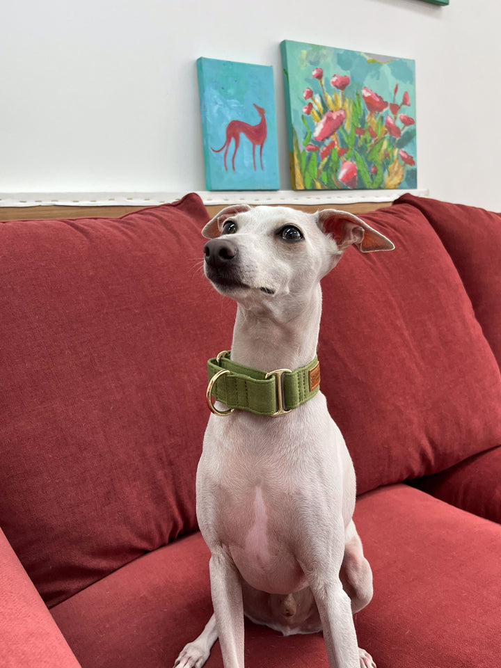 Olive Green Martingale Collar Lifestyle Photo With Italian Greyhound