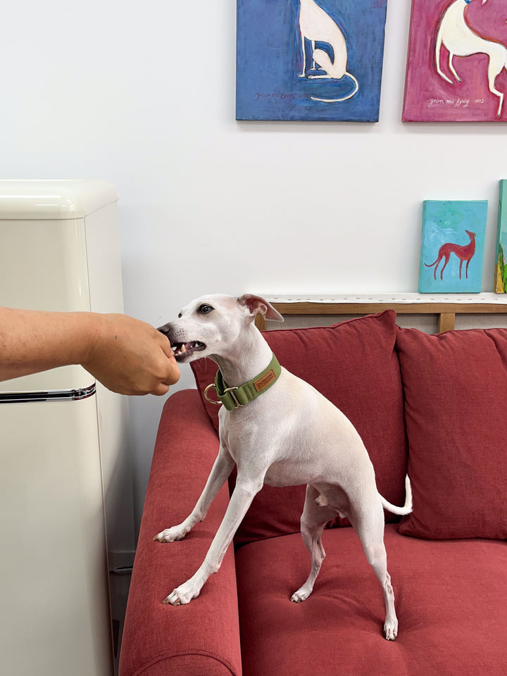 Olive Green Martingale Collar Lifestyle Photo With Italian Greyhound