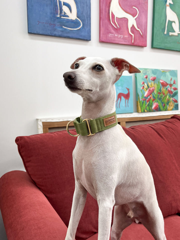 Olive Green Martingale Collar Lifestyle Photo With Italian Greyhound
