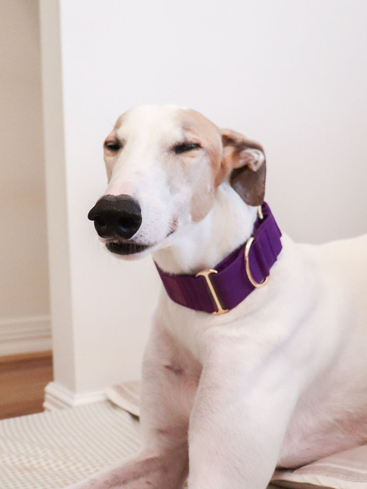 Purple Martingale Collar Lifestyle Greyhound