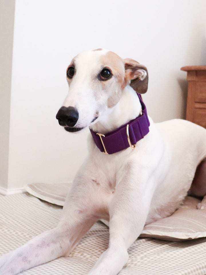 Purple Martingale Collar Lifestyle Greyhound