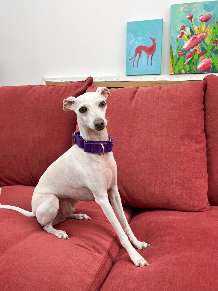 Purple Martingale Collar Lifestyle On Italian Greyhound