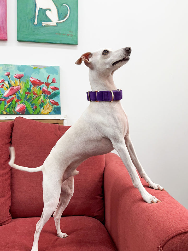 Purple Martingale Collar Lifestyle On Italian Greyhound