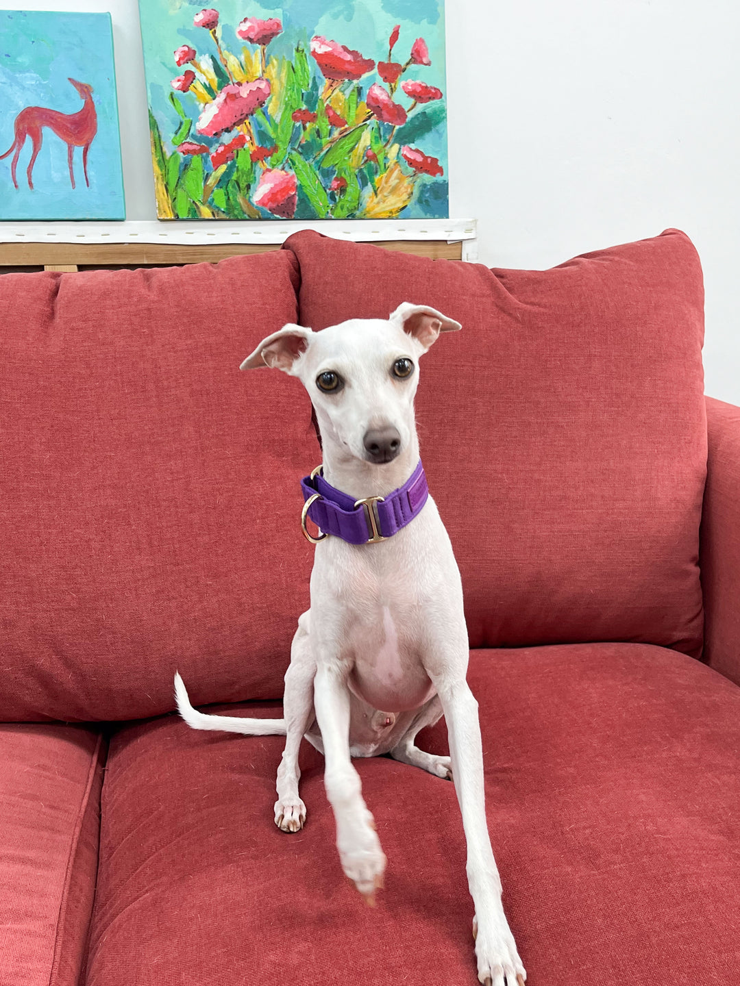 Purple Martingale Collar Lifestyle On Italian Greyhound