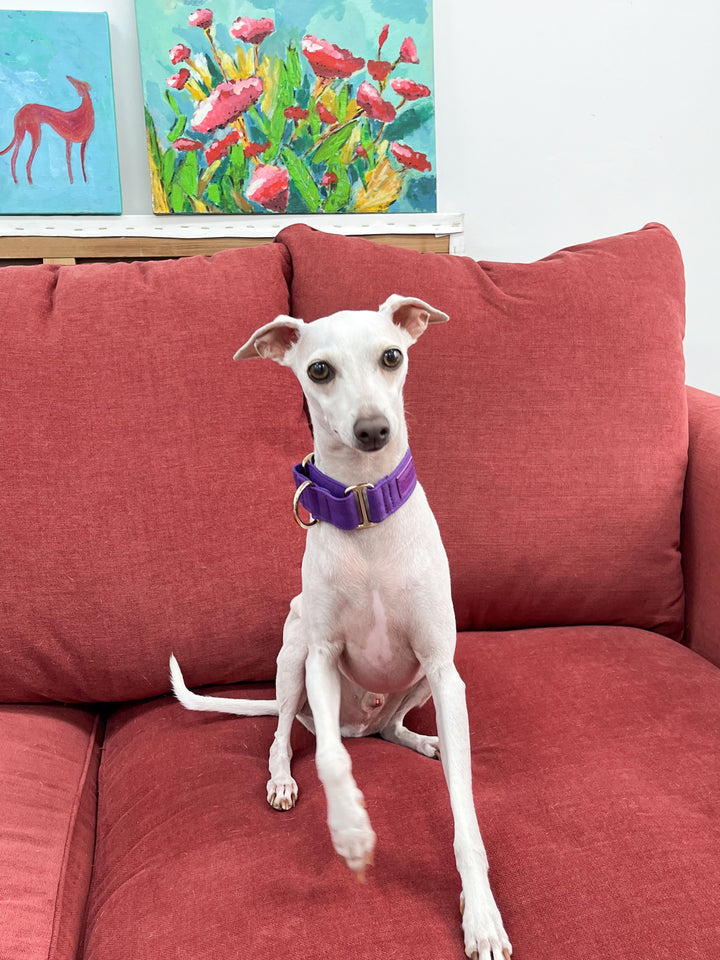 Purple Martingale Collar Lifestyle On Italian Greyhound