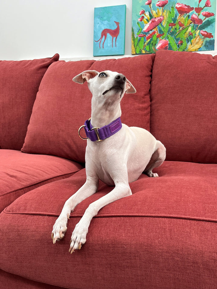 Purple Martingale Collar Lifestyle On Italian Greyhound