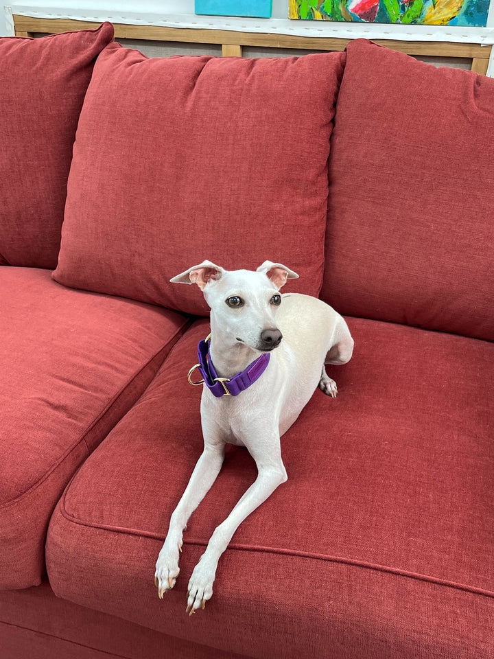 Purple Martingale Collar Lifestyle On Italian Greyhound