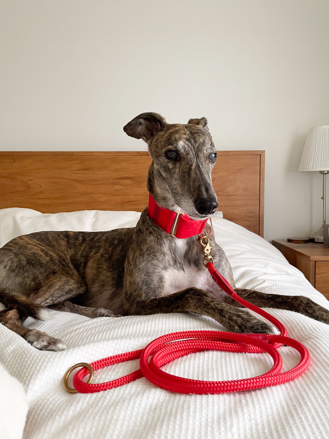 Red Martingale Collar Lifestyle On Brindle Greyhound