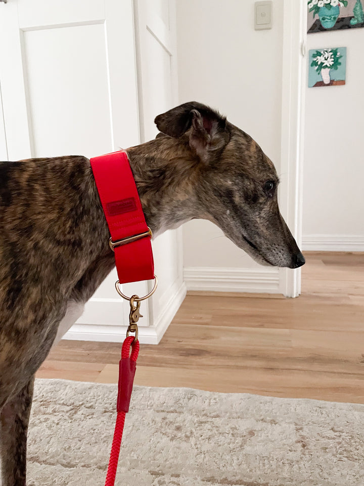 Red Martingale Collar Lifestyle On Brindle Greyhound