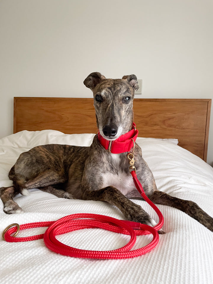 Red Martingale Collar Lifestyle On Brindle Greyhound