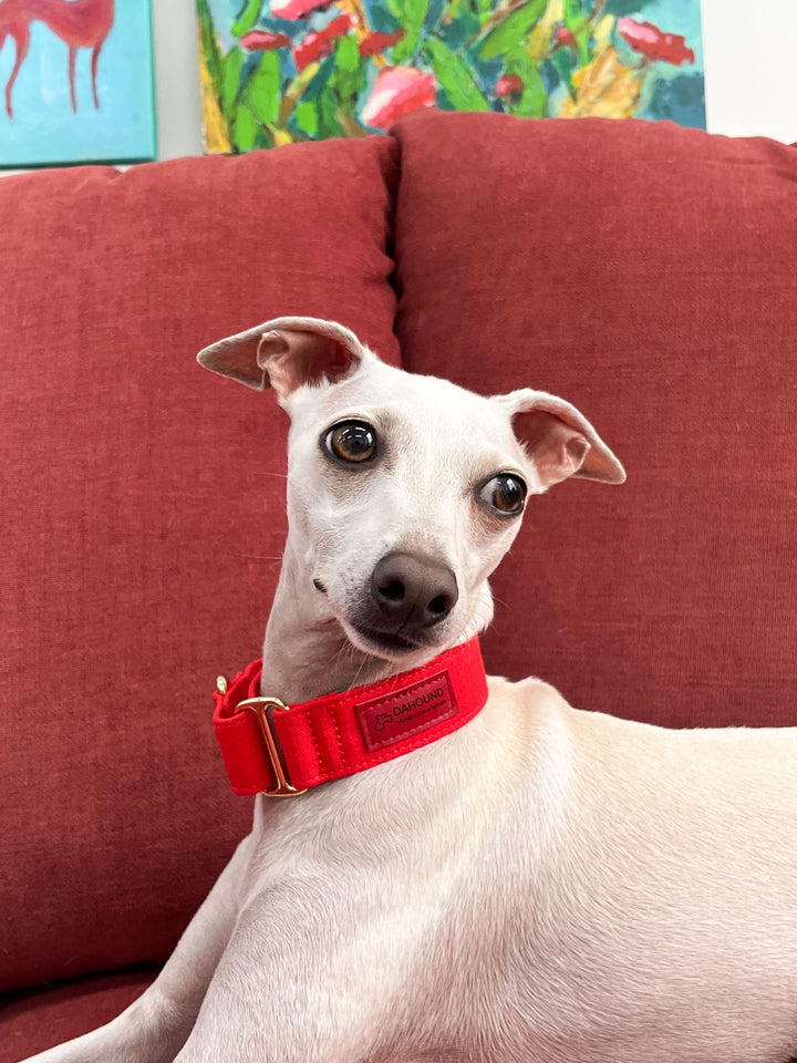 Red Martingale Collar Lifestyle On Italian Greyhound 