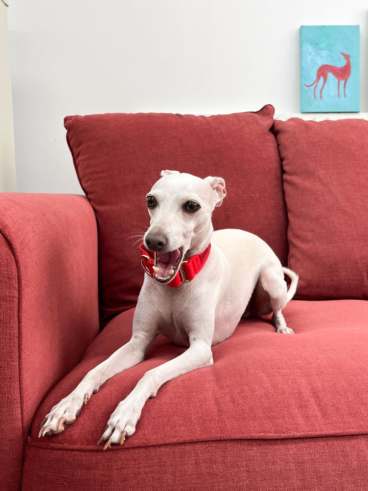 Red Martingale Collar Lifestyle On Italian Greyhound 