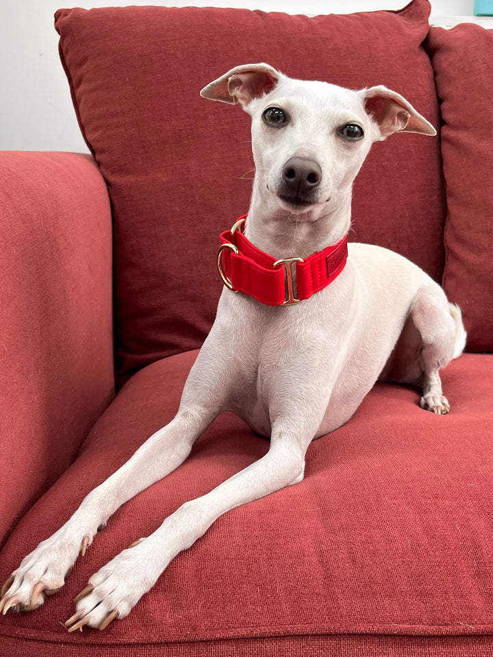 Red Martingale Collar Lifestyle On Italian Greyhound 