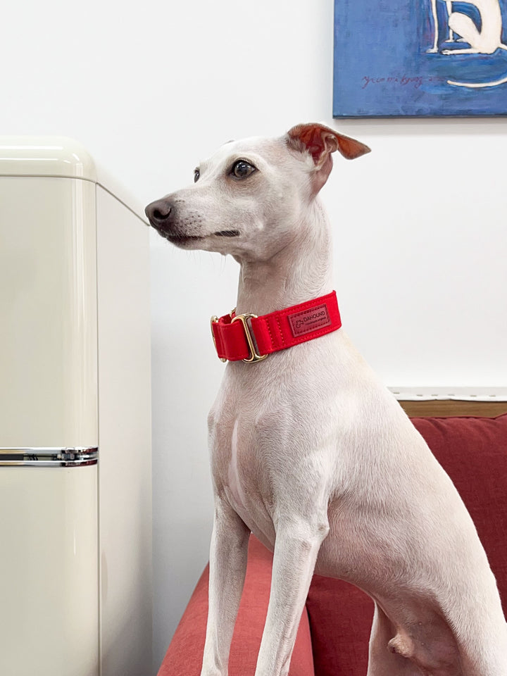 Red Martingale Collar Lifestyle On Italian Greyhound 