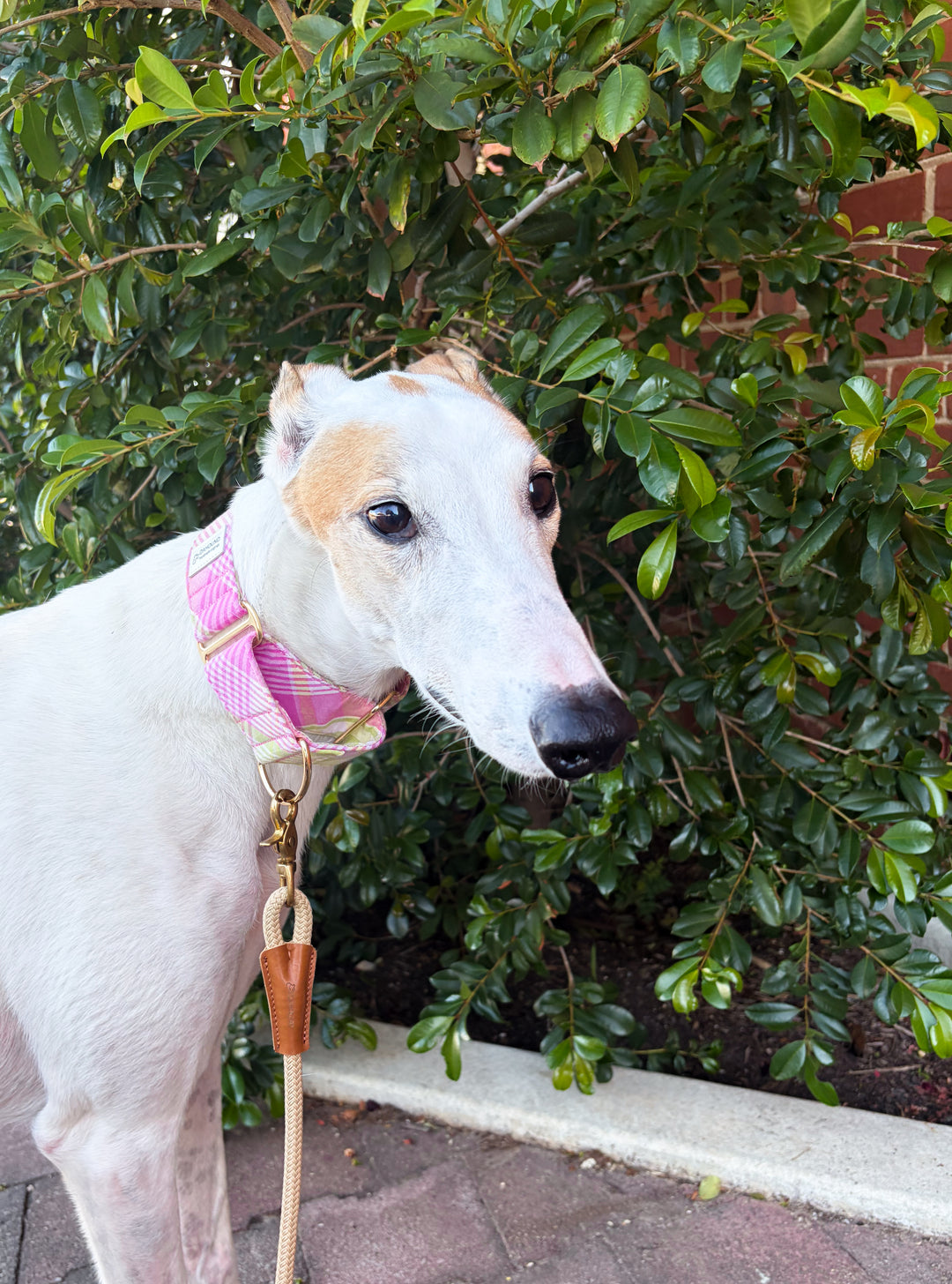 Wide Martingale Collar | Strawberry Matcha Plaid (Soft Cotton)