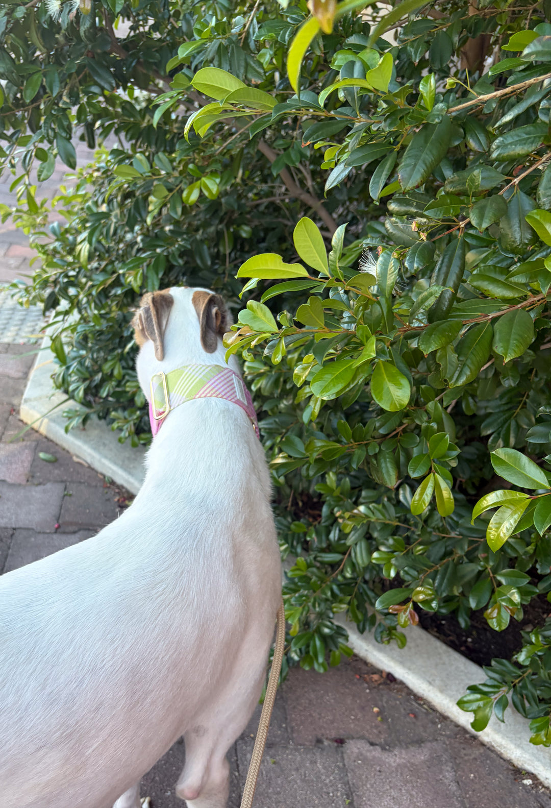 Wide Martingale Collar | Strawberry Matcha Plaid (Soft Cotton)