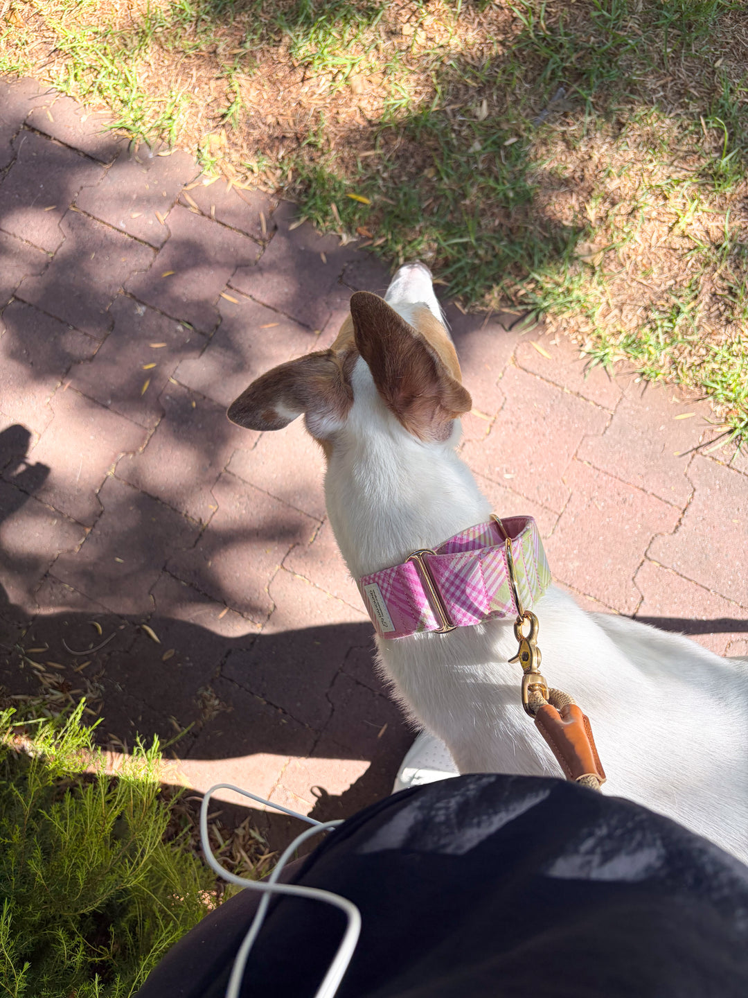 Wide Martingale Collar | Strawberry Matcha Plaid (Soft Cotton)