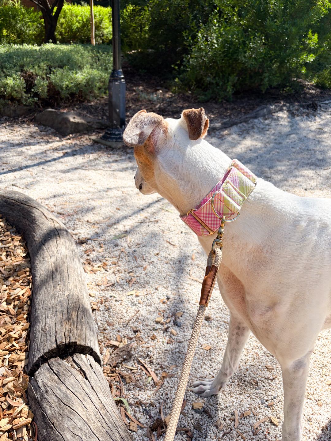 Wide Martingale Collar | Strawberry Matcha Plaid (Soft Cotton)