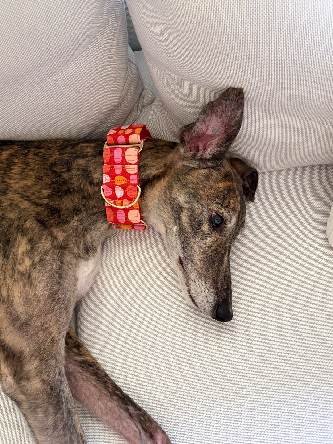 Wide Martingale Collar | Sunset Pumpkin Patch (Soft Cotton)