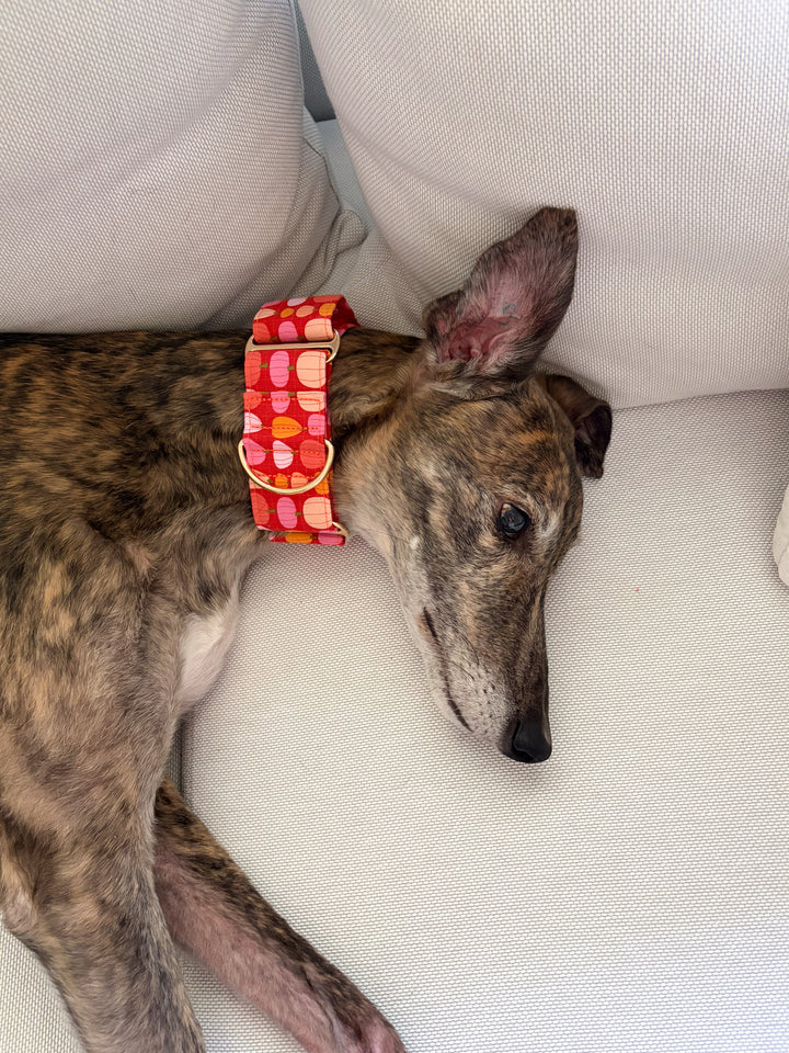 Wide Martingale Collar | Sunset Pumpkin Patch (Soft Cotton)