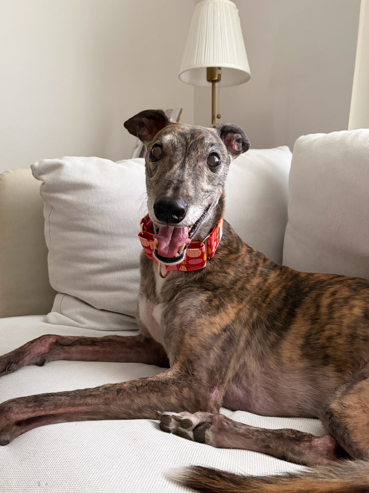 Wide Martingale Collar | Sunset Pumpkin Patch (Soft Cotton)