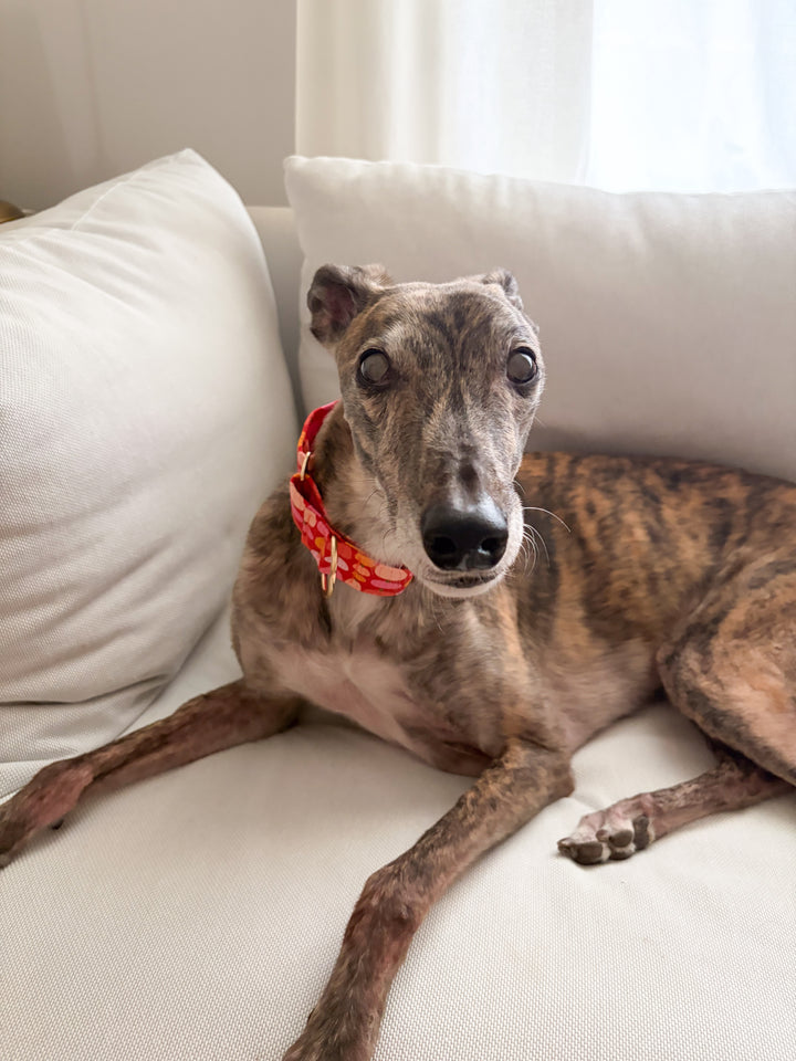 Wide Martingale Collar | Sunset Pumpkin Patch (Soft Cotton)
