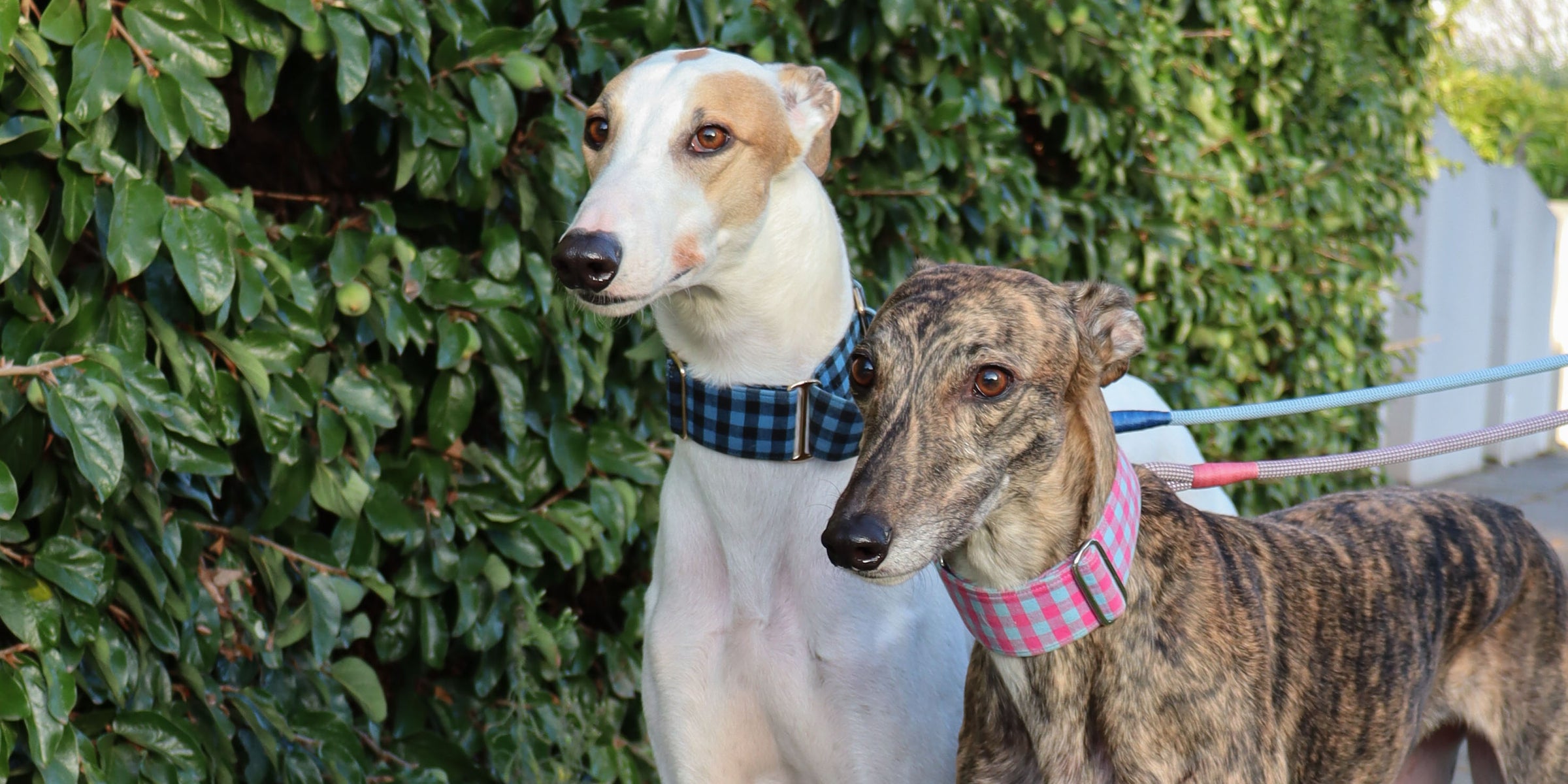 The Best Selling Gingham Martingale Collars For Greyhounds, Whippets and Italian Greyhounds