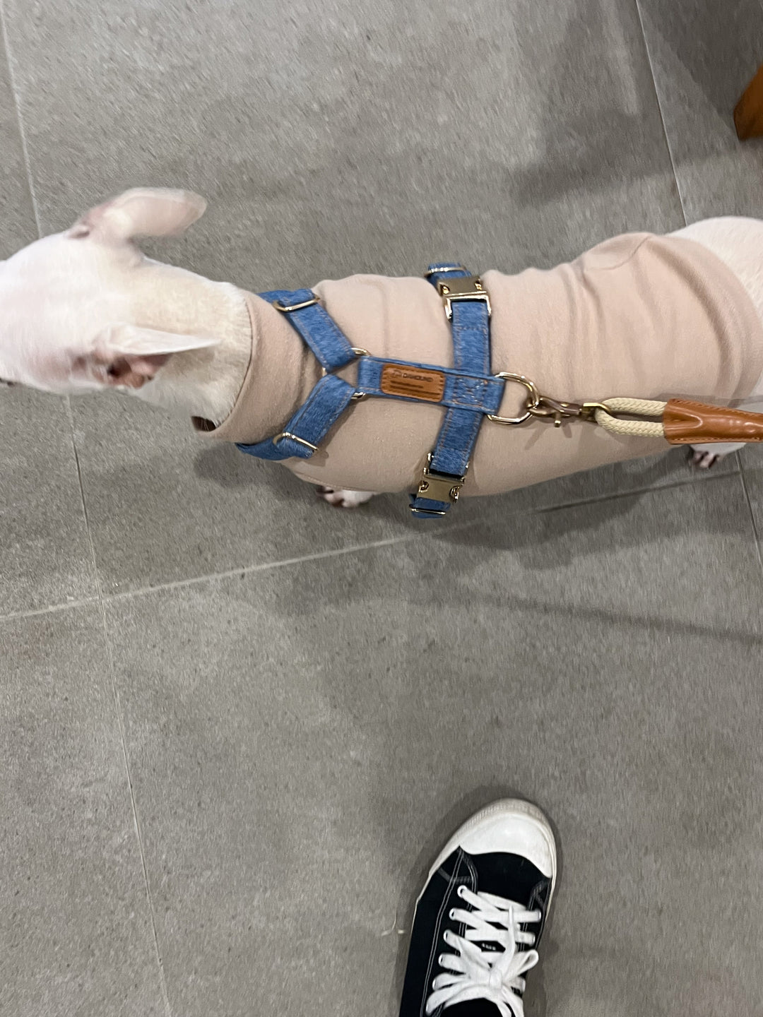 Signature Harness & Rope Lead Set | Mid Blue Denim [COMING SOON]