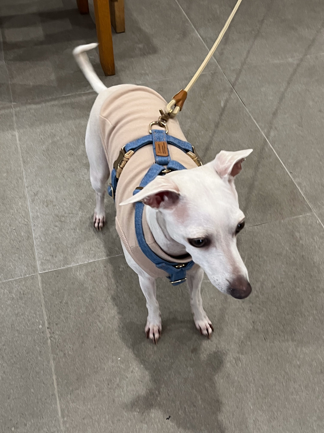 Signature Harness & Rope Lead Set | Mid Blue Denim [COMING SOON]