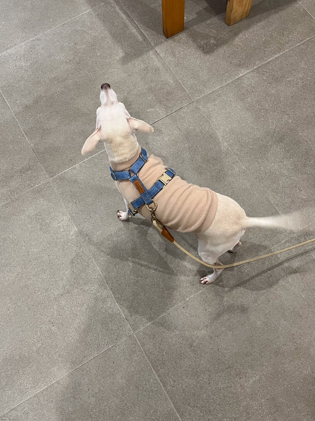 Signature Harness & Rope Lead Set | Mid Blue Denim [COMING SOON]