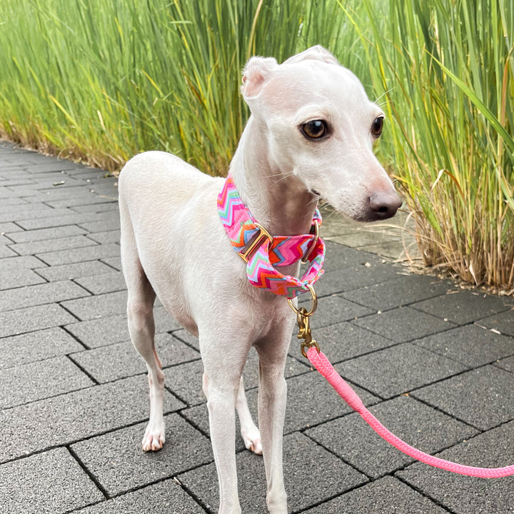 Wide Fabric Martingale Dog Collar | Let's Zigzag!
