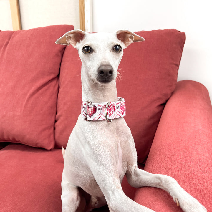 White Christmas Sweater Italian Greyhound Collars