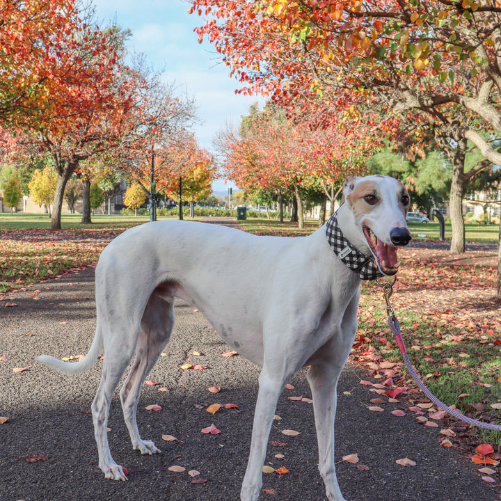 martingale collar greyhound