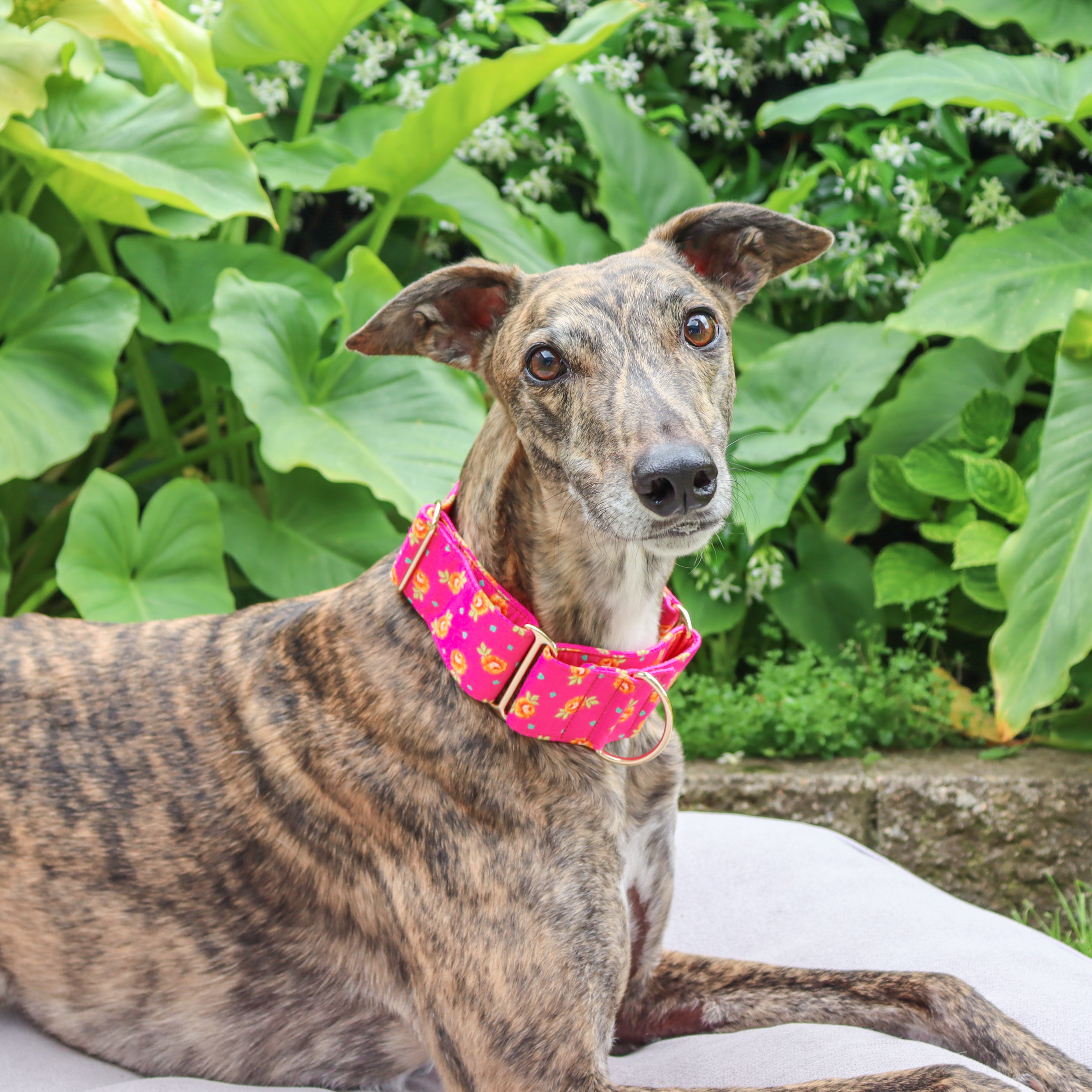 Martingale collar hot sale greyhound australia