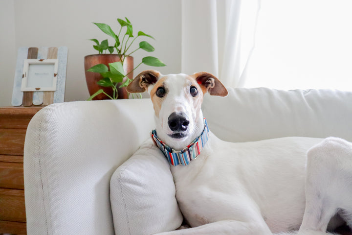 Greyhound wearing a martingale dog collars