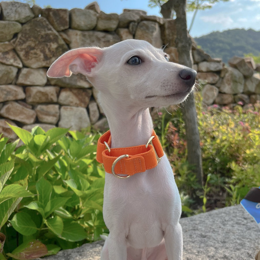 Italian Greyhound Collar